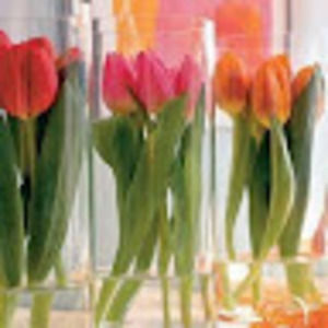 Meet your Posher, Bonny